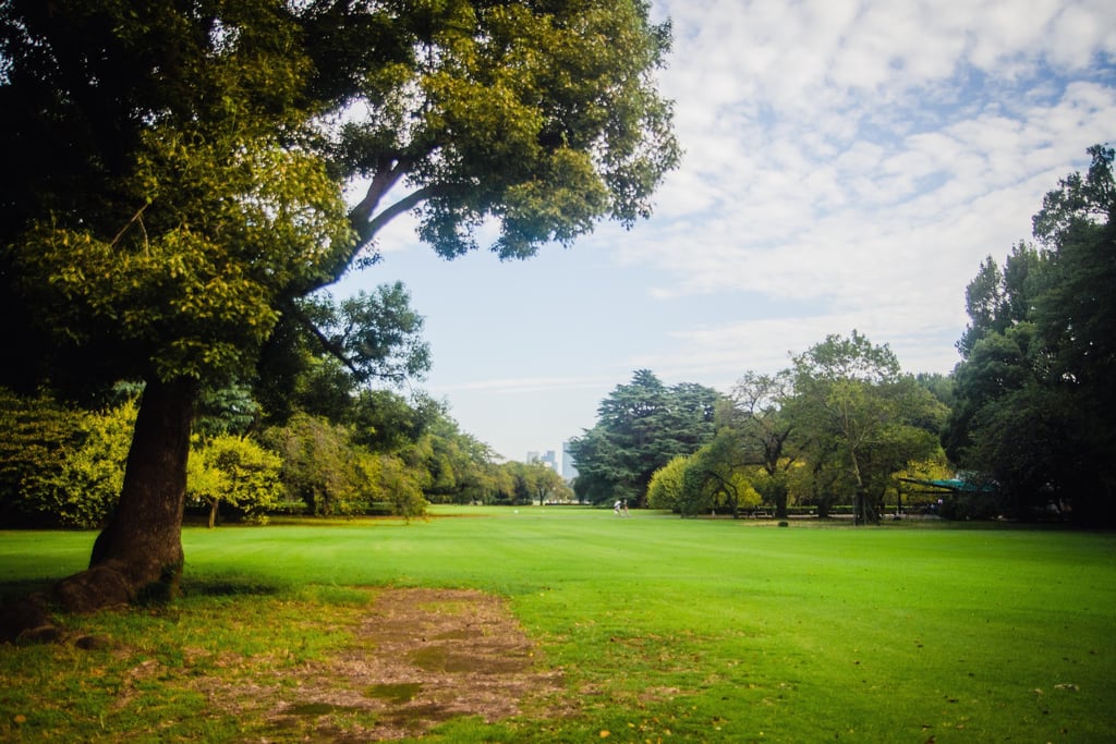 a park with a tree and a grassy field in Shinjuku Gyoen Garden