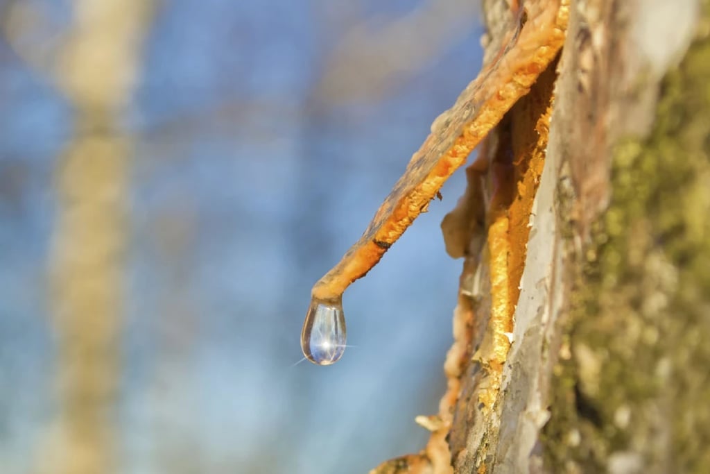 goutte de sève coulant d'un bouleau