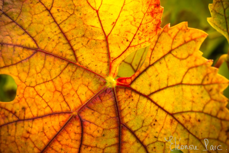 Série Feuille de Vin ref FV-07 ©Eléonore Parc