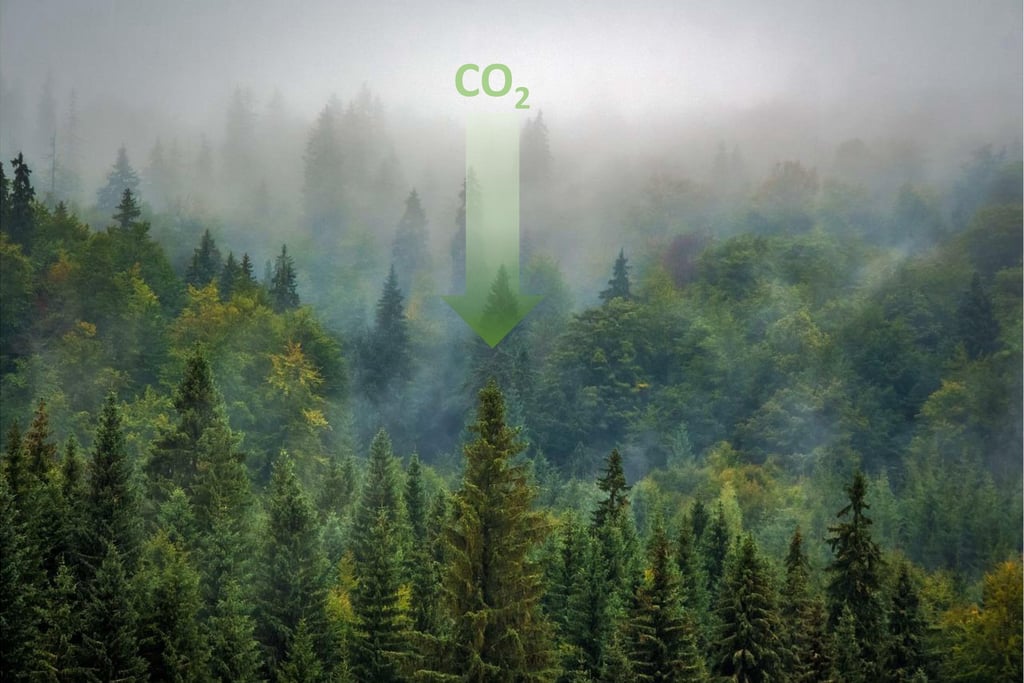 Illustration de la forêt puits de carbone
