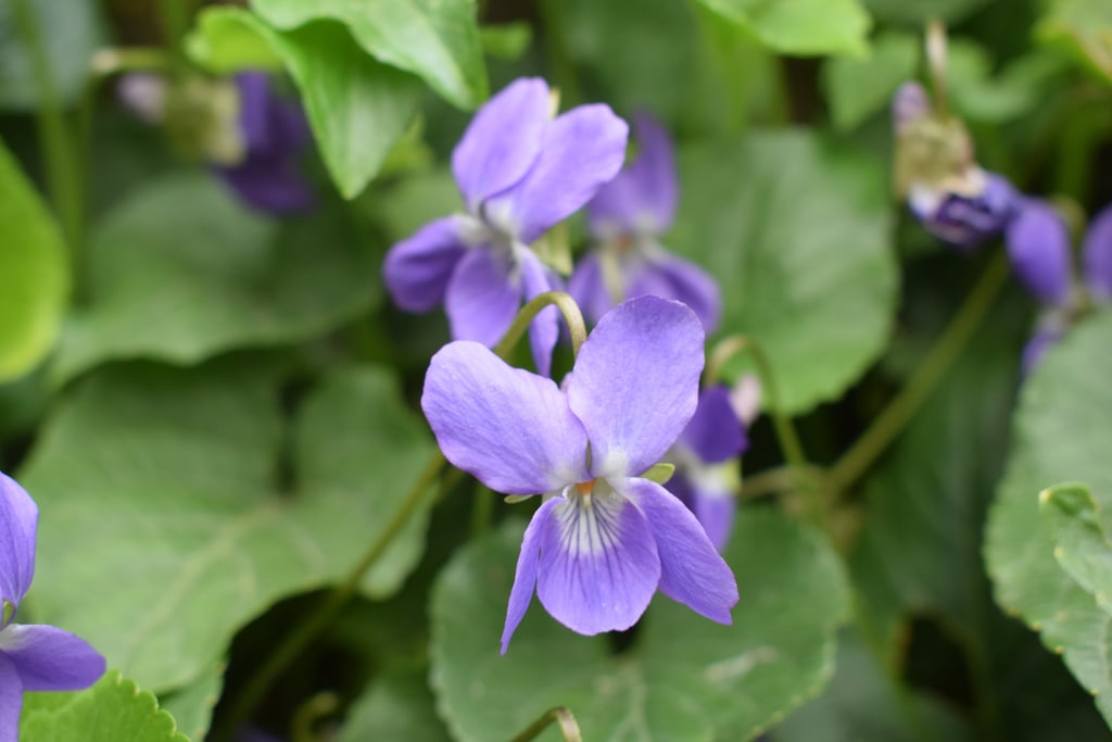 a bunch of purple flowers that are growing on the ground