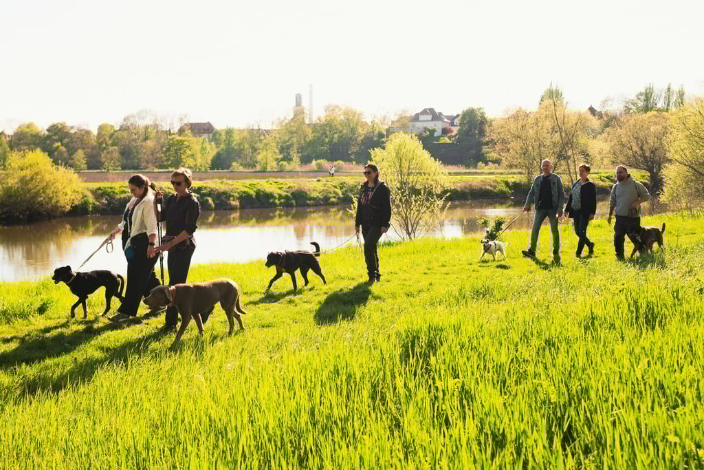 Hundetraining in Merseburg: Social Walk mit angeleinten Hunden unter Anleitung von Basti Matern.