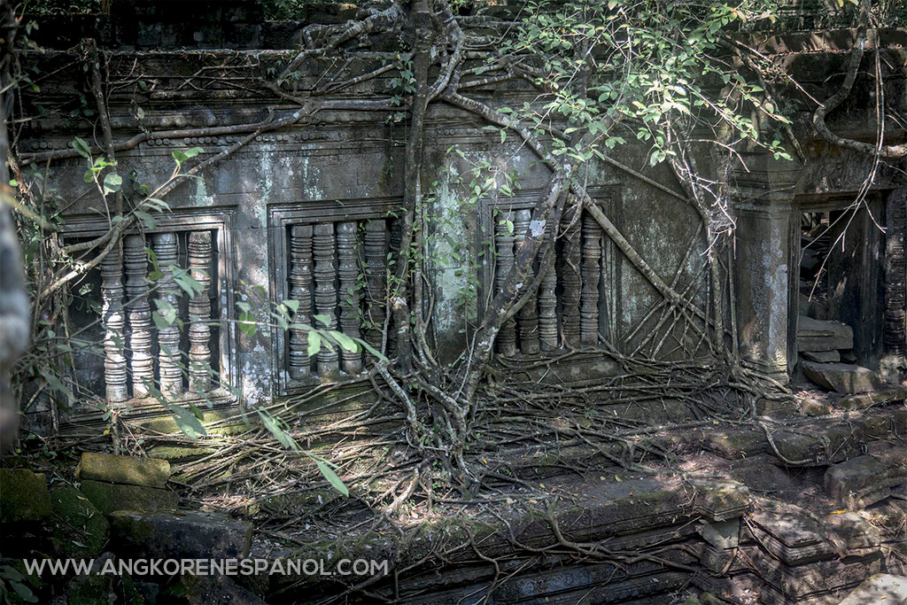 Raíces en Beng Mealea