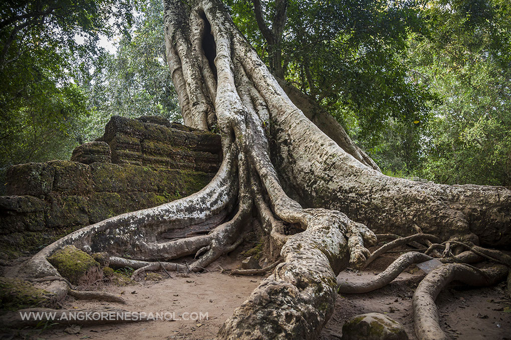 Las raíces de Ta Prohm