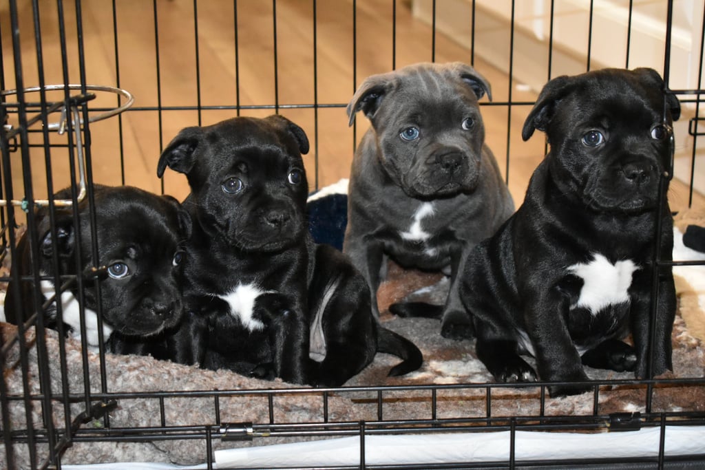 Cuccioli di 55 giorni dentro ad un kennel aperto mentre riposano