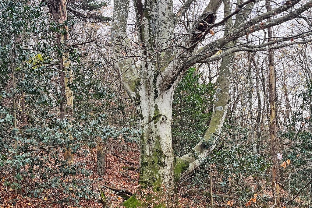 The Wise Tree, Montagne de Saint Maurice, La Drôme, France