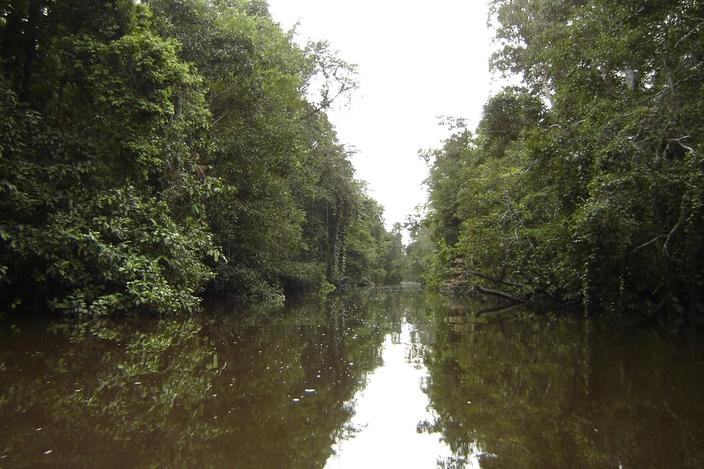 borneo kinabatangan river cruise
