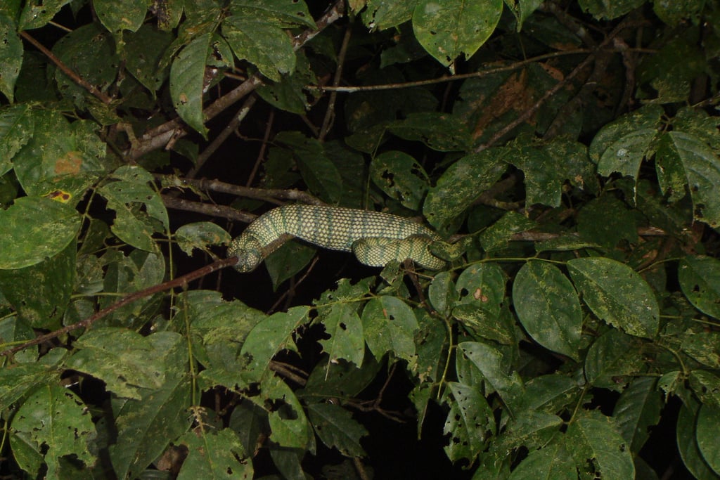 borneo kinabatangan river snake