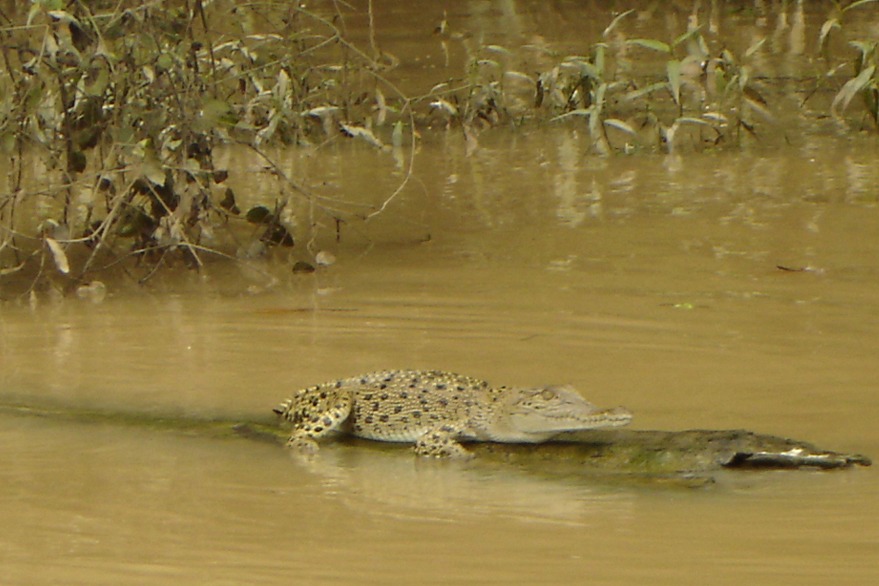 borneo kinabatangan river cruise corcodile