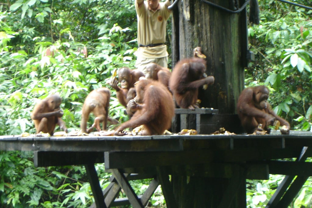 borneo sepilok orangutan feeding station