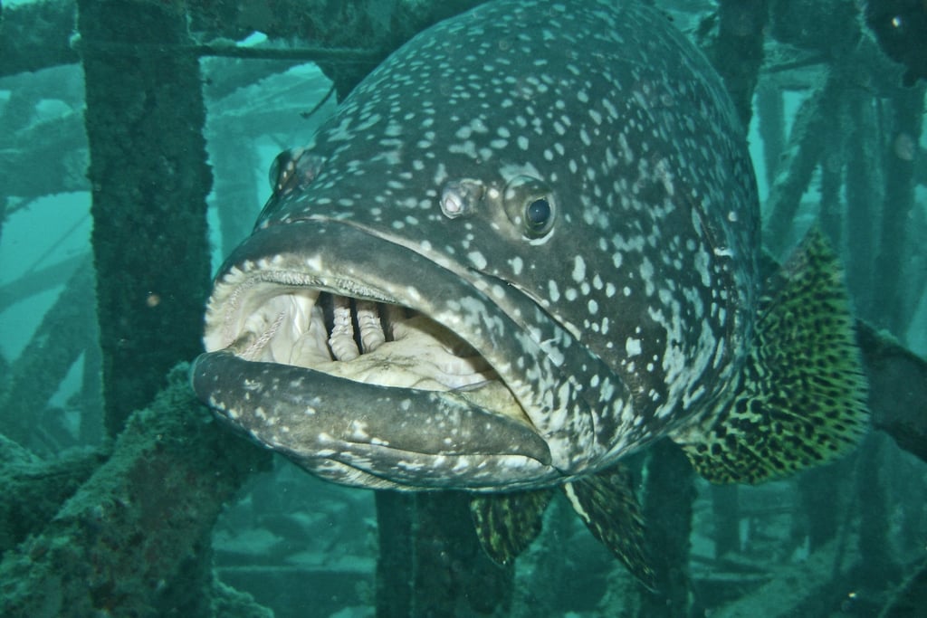 borneo sipdan diving grouper