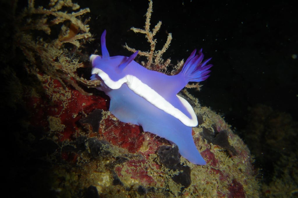 borneo sipdan diving nudibranch