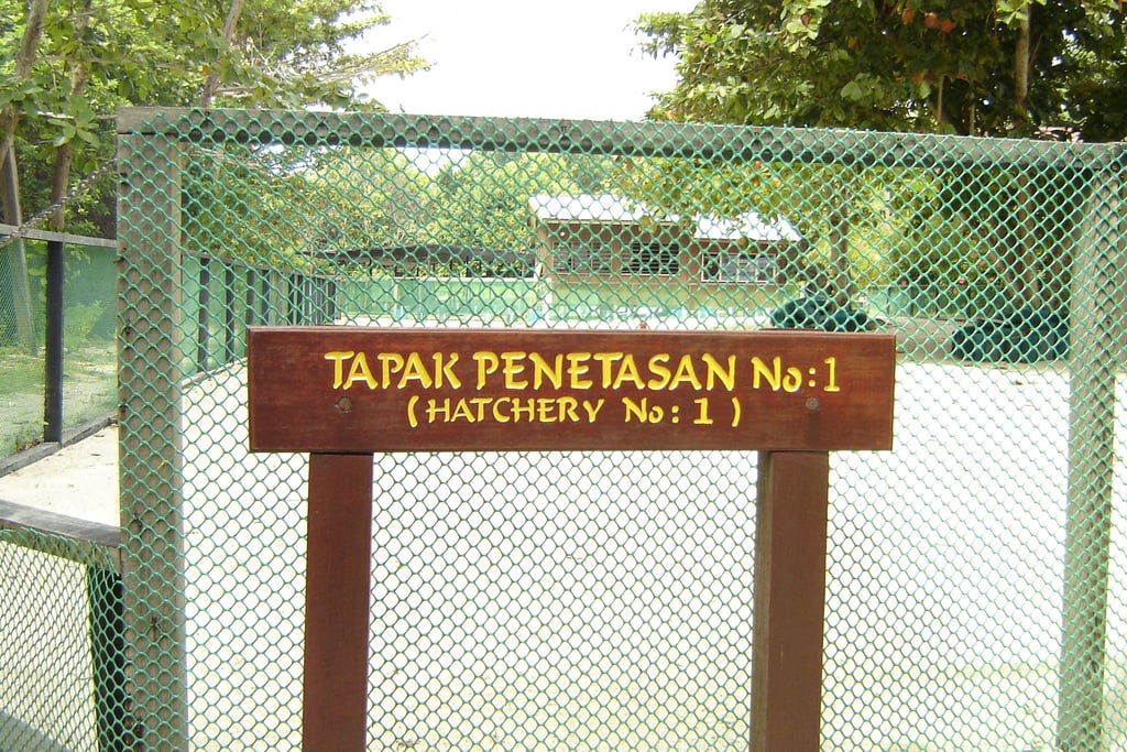 borneo turtlle island palau selingan hatchery