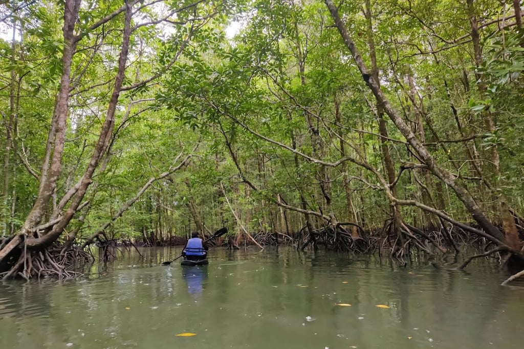 langkawi kilim geopark kayaking