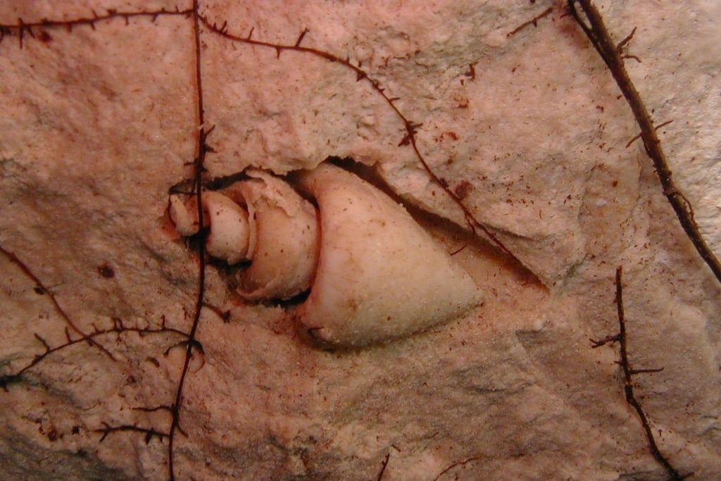 mexico chac mool cenote diving fossil