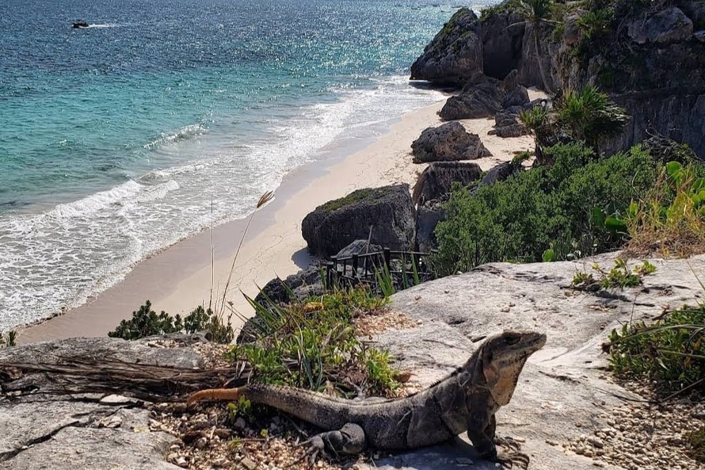 MEXICO TULUM RUINS IGUANA BEACH