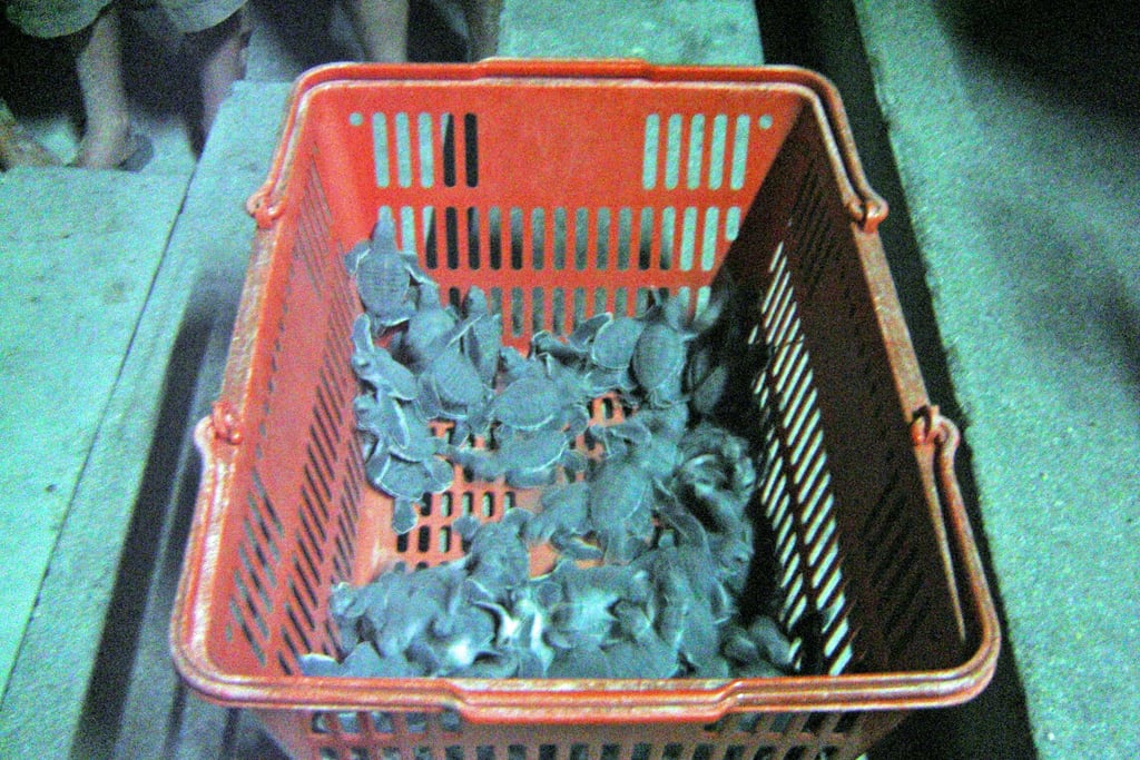 borneo palau selingan turtle hatchlings