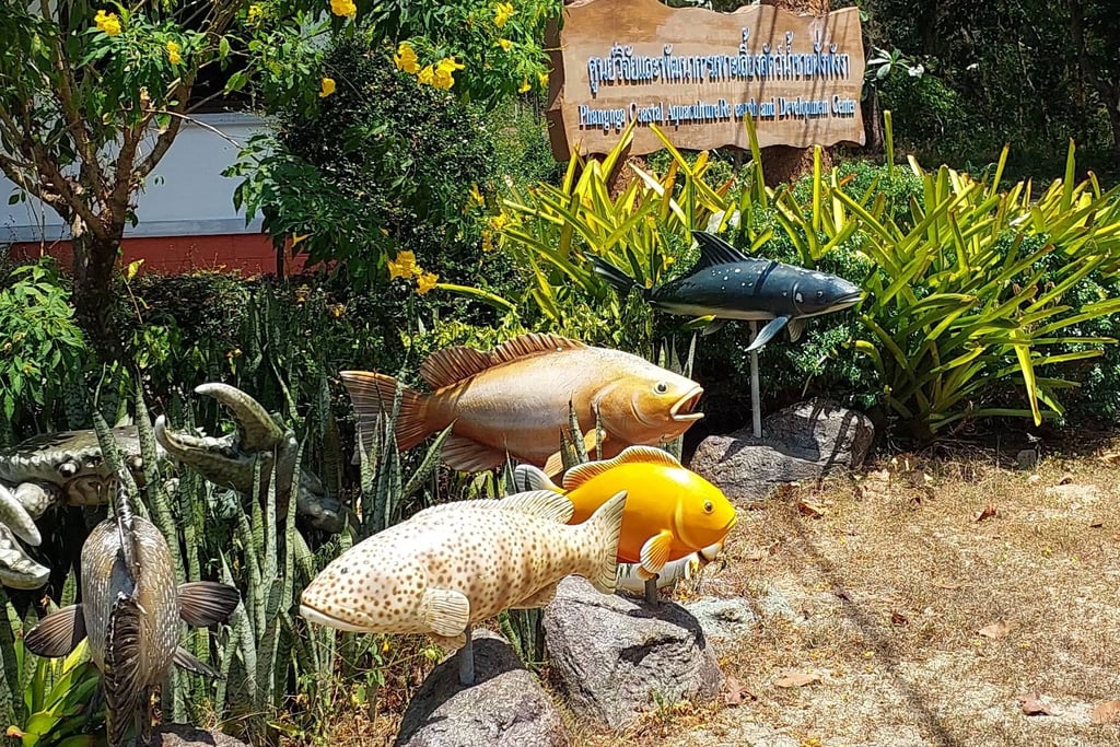 Phang Nga Coastal Fisheries Development Centre turtle