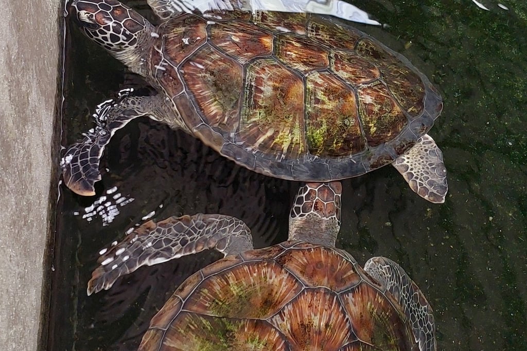 Phang Nga Coastal Fisheries Development Centre turtle