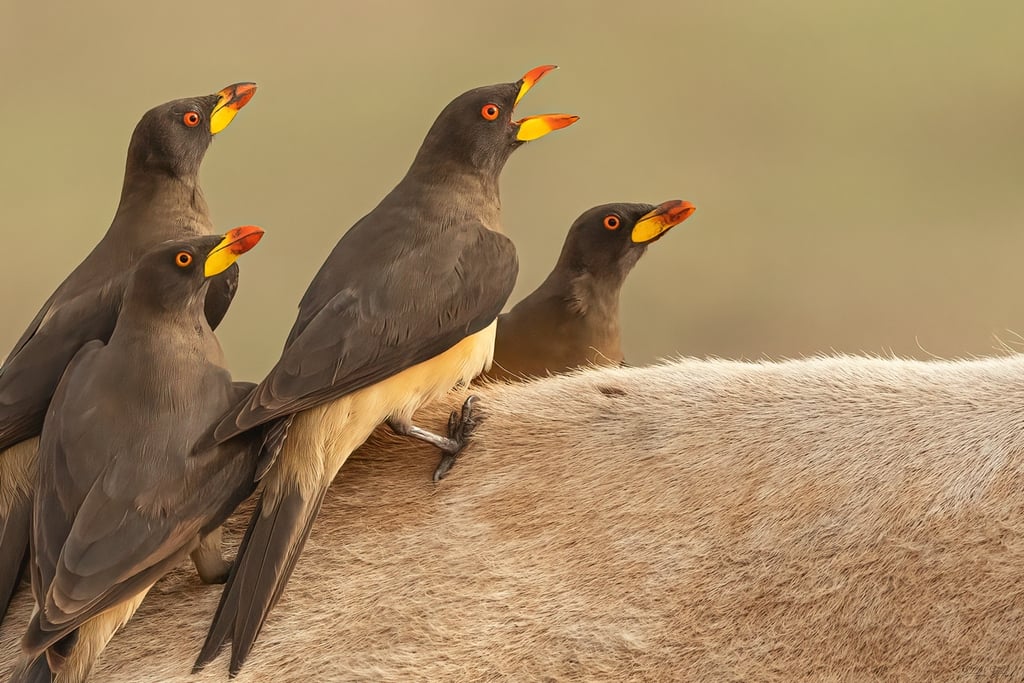 Foto van een ossenpikkers op een os - gefotografeerd tijdens een fotografie reis in Gambia.