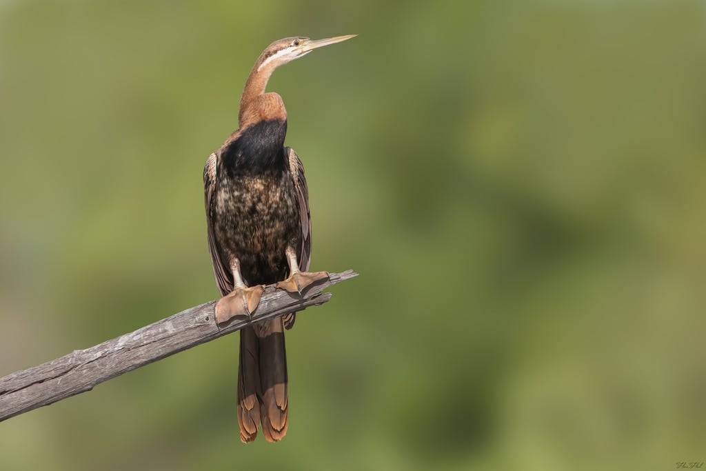Foto van een Aalscholver zittend op een tak 