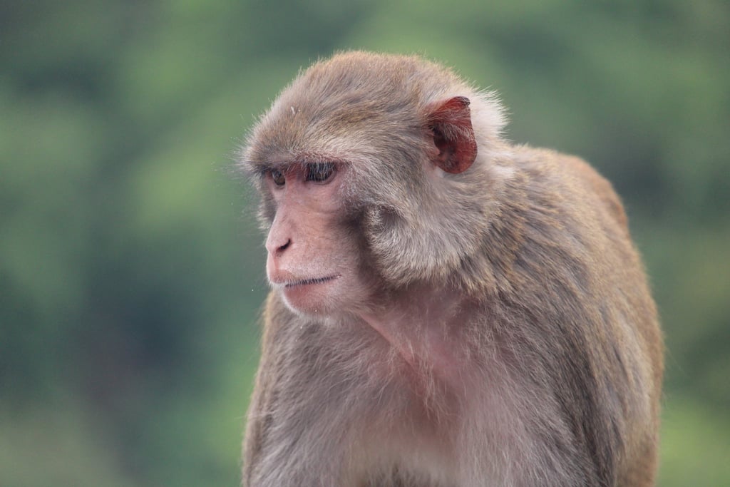 macaque in bardiya forest