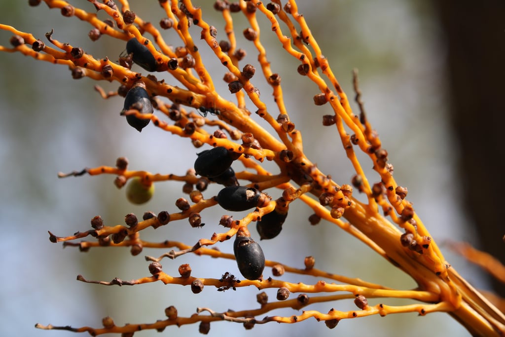 fruits sauvages des montagnes