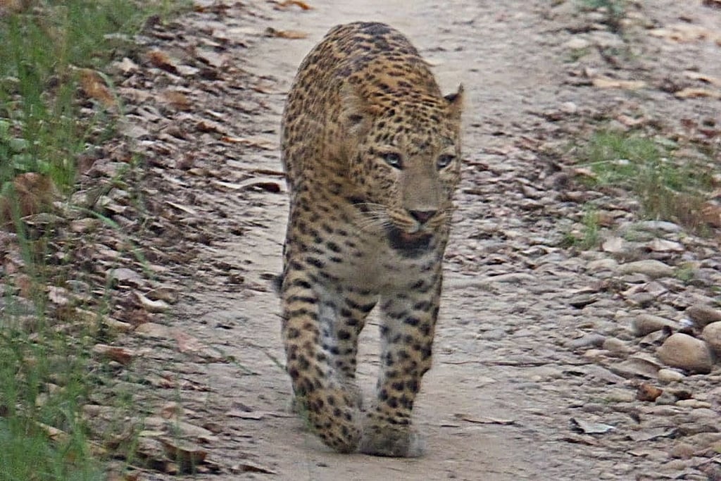 lepard in the Bardia jungle 