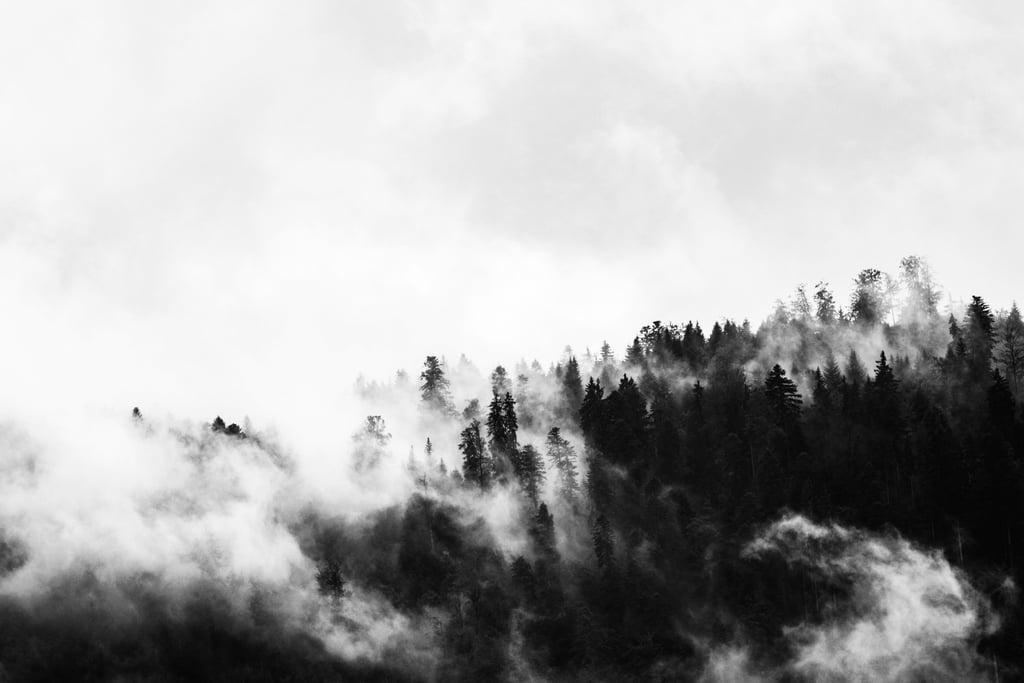 mysterious mist hanging over treetops like a soft veil