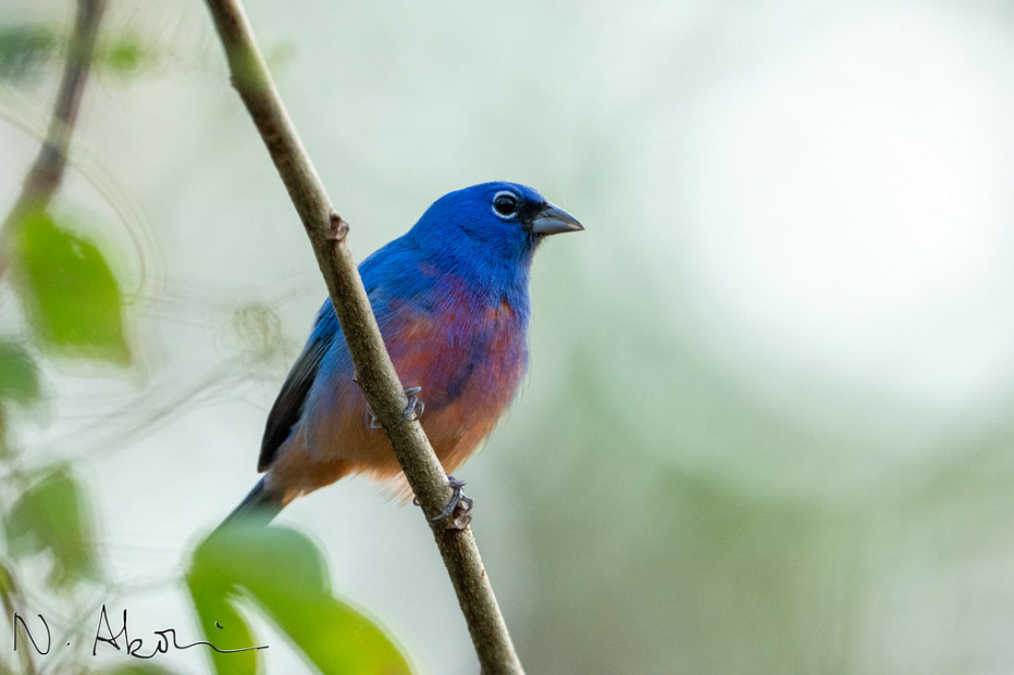 A Rose-bellied Bunting bird perches on a branch in La Sepultura Reserve in Chiapas