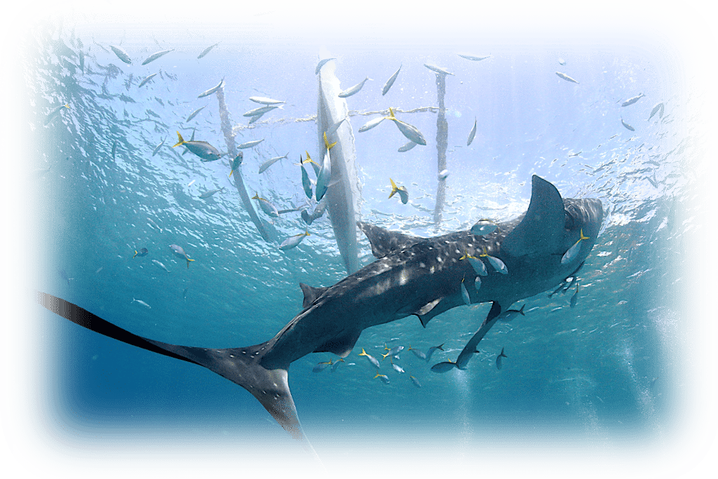 a shark shark shark fish in the ocean
