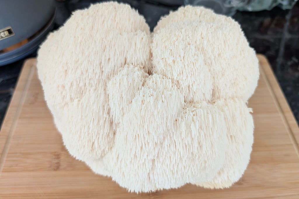 Fresh raw lion's mane mushroom with white shaggy spines on a wooden cutting board.