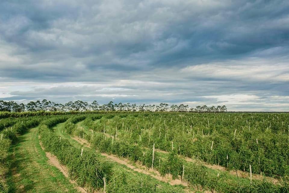 Nutrilite organic farm in Ubajara, Brazil