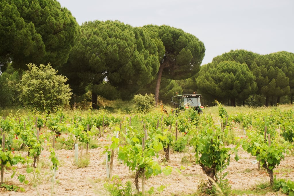 tractor driving through vineyard