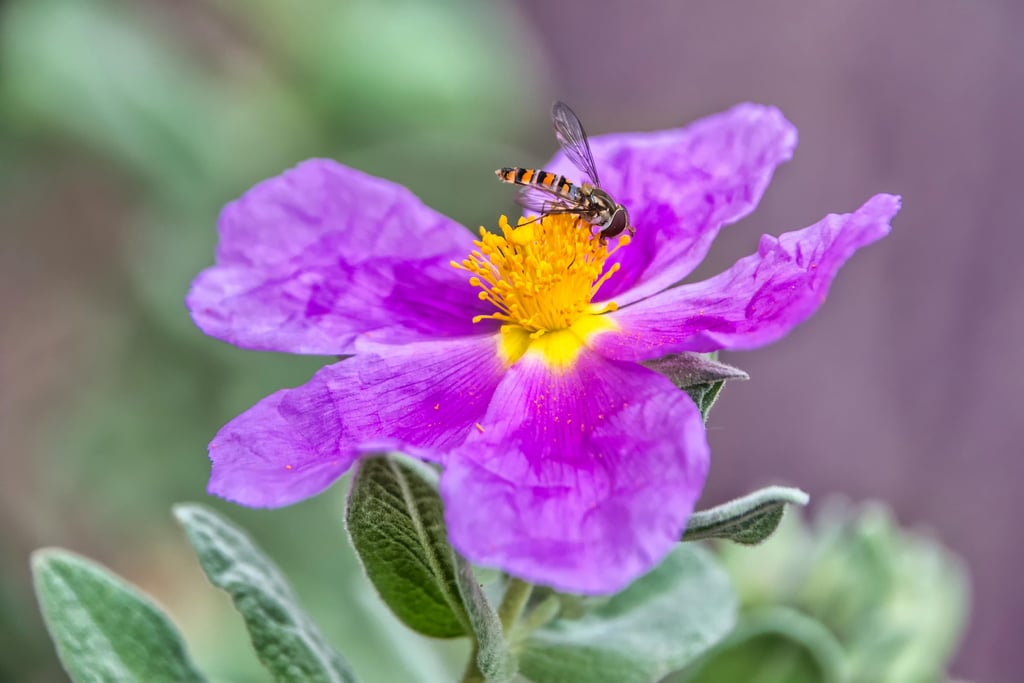 cistus incanus flower