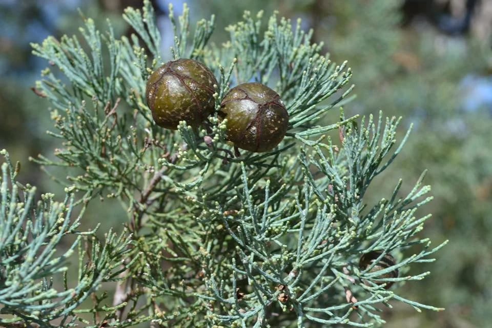 white-green White Cypress Pine stems with two pine cones
