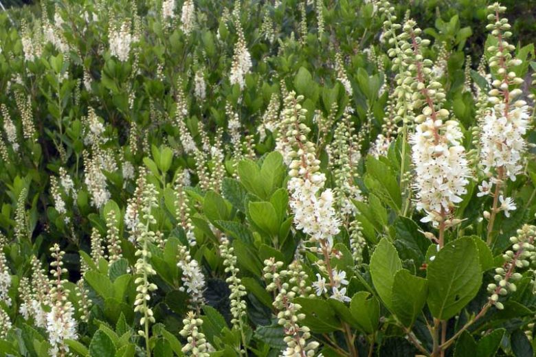 multiple green partial hade bushes with white flowers