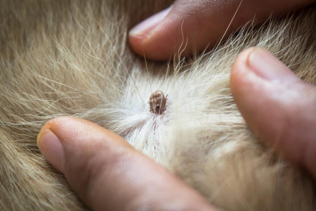 Flea and tick service in Menifee CA Footprint Pest Management