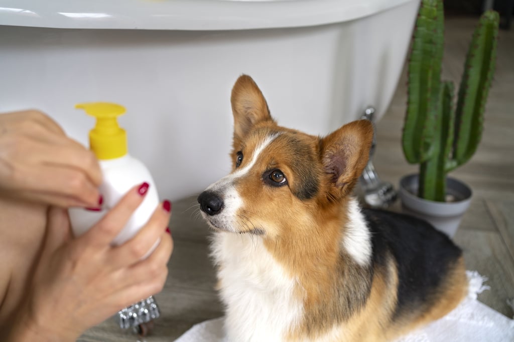 dog shampoo