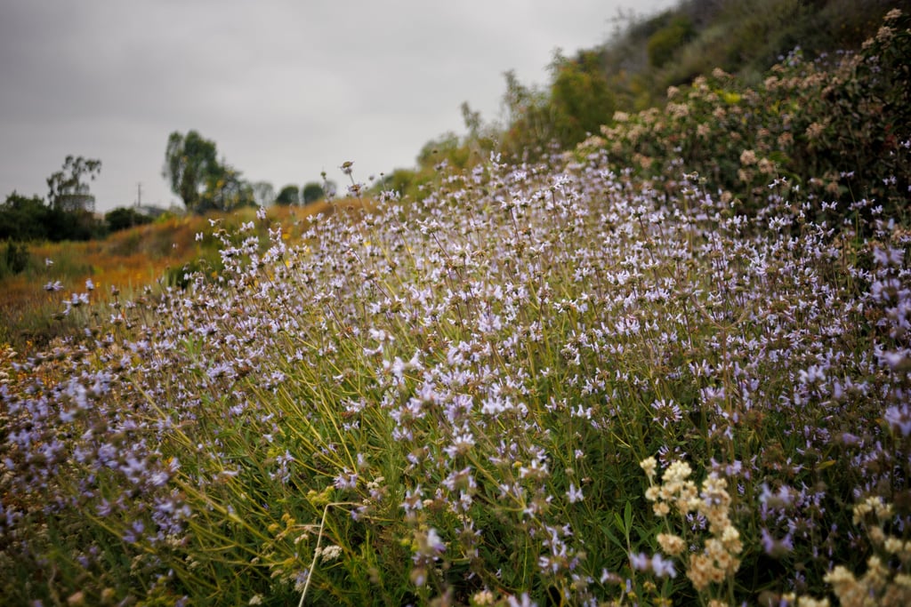 bees diligently working among the vibrant flowers