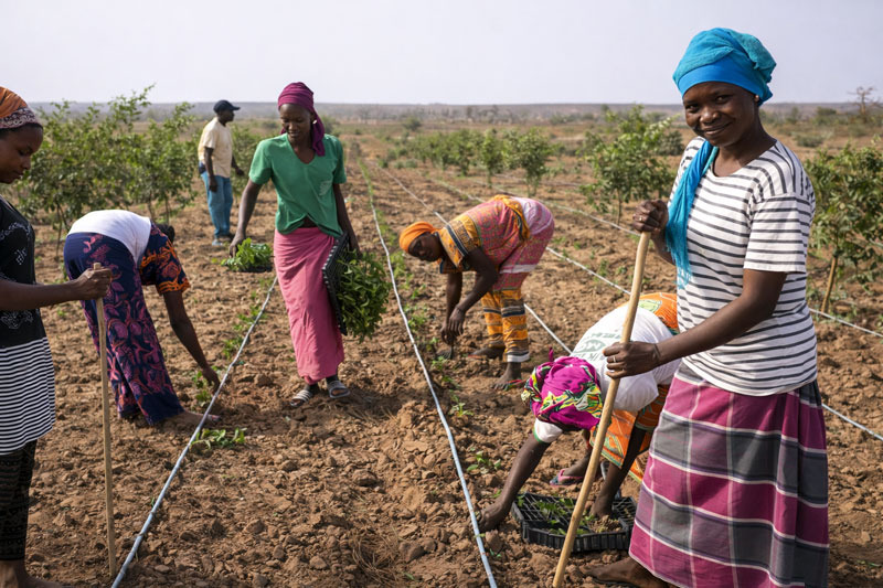 a group of people working in a field