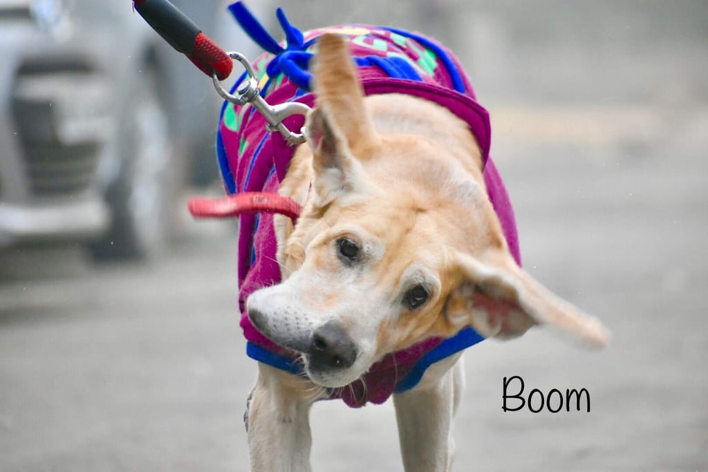 Dog Boarding, Dog Boarding near me, Pet Boarding, Pet Boarding near me, Dog Care, Happy Pettings