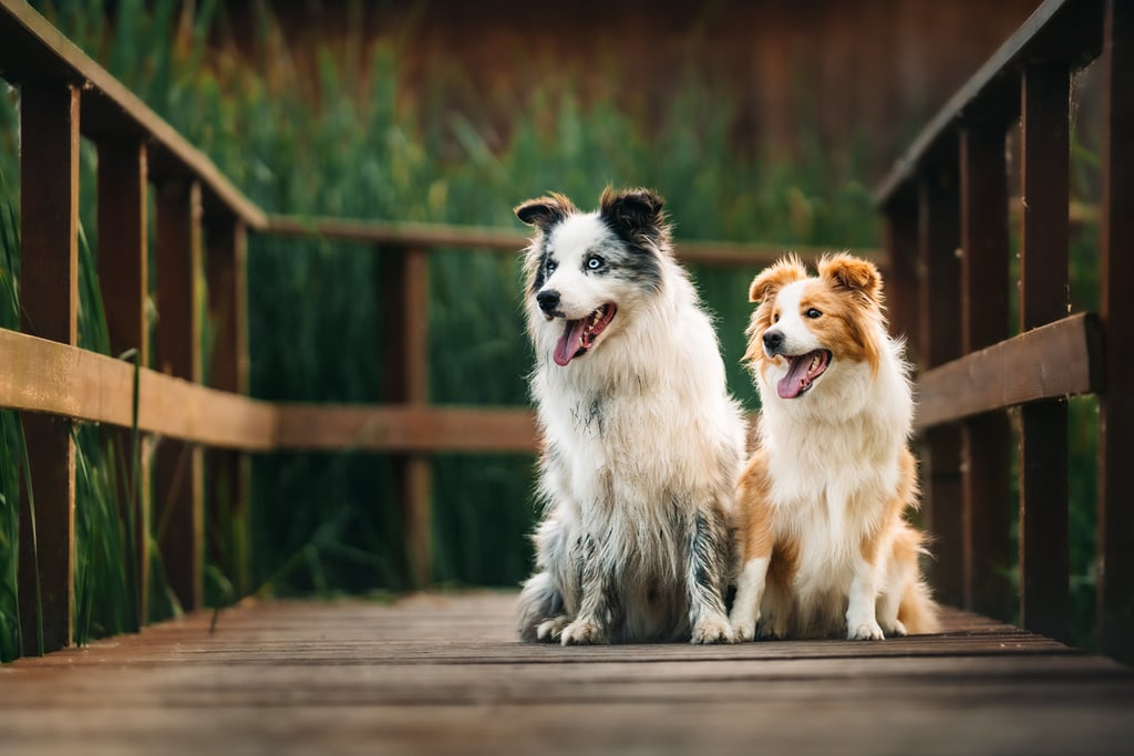 Két border collie egymás mellett ül a stégen