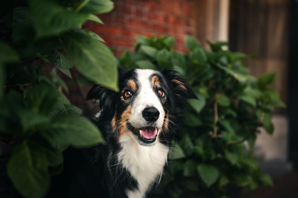 Border collie surrounded by plants in Amsterdam