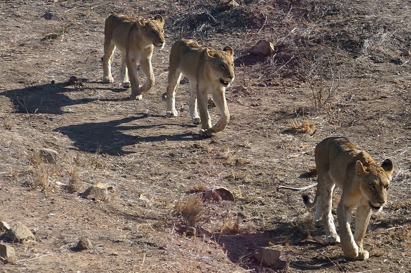Lions in Kruger National Park in South Africa