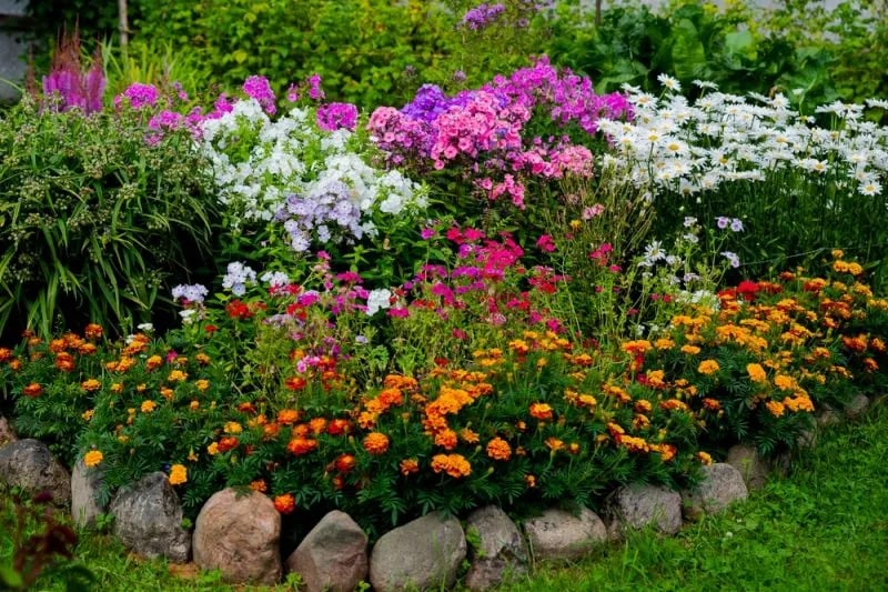a garden with a variety of flowers and plants