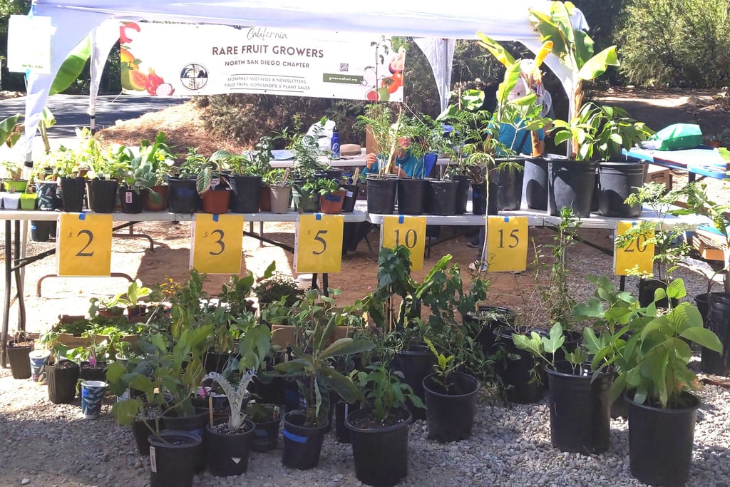 potted plants on and in front of a table