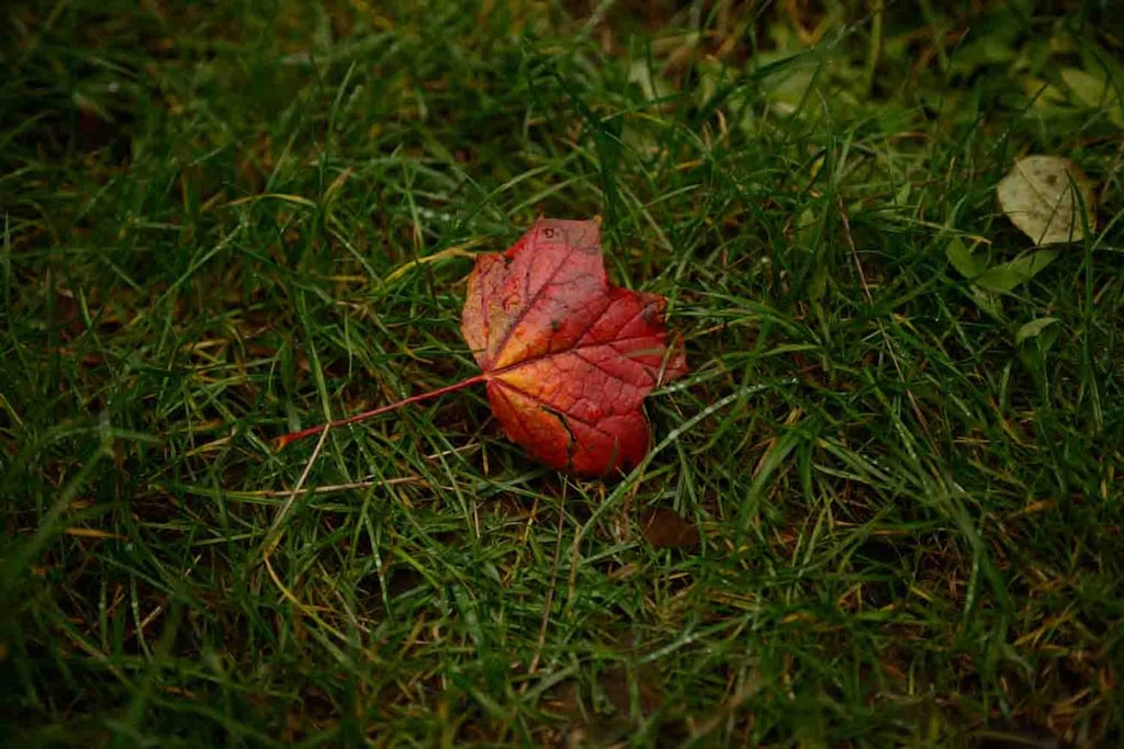 An abstract photograph of an autumn's red leaf. Author: Slawek Dejneka