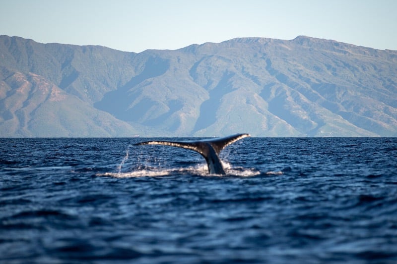 Whale Watching Maui Buckelwale