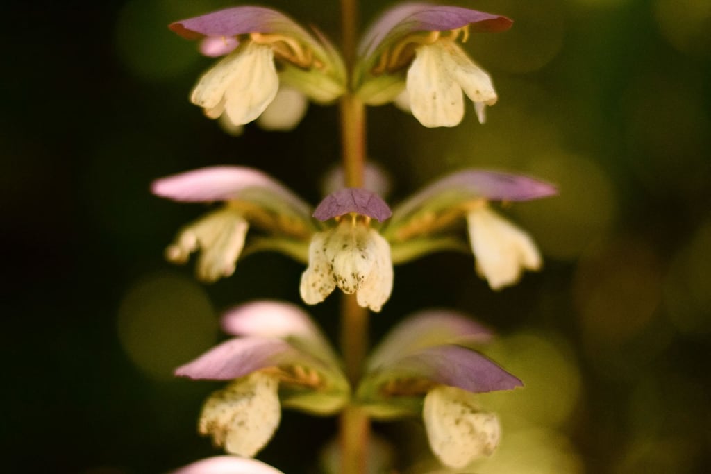 a flower with a green background